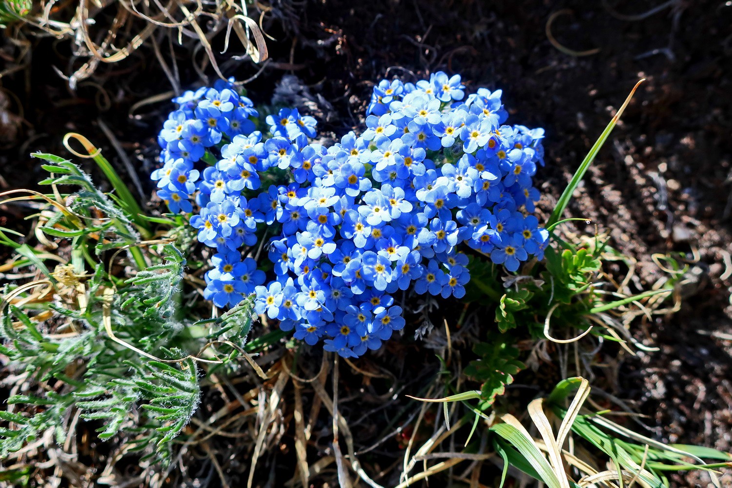 Flowers on Mount Alice